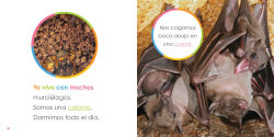 Alternative view 2 of Murcielagos bebes