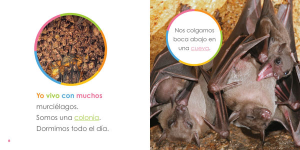 Murcielagos bebes