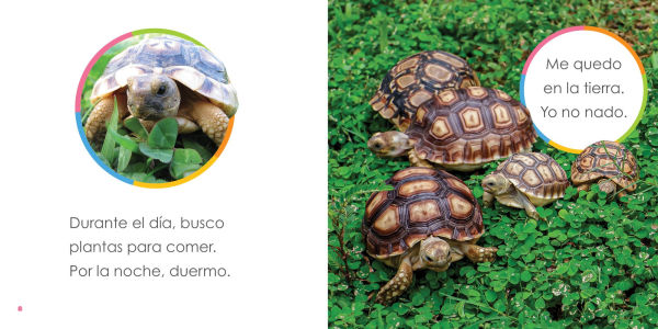 Tortugas bebes