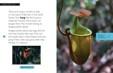 Alternative view 2 of Fanged Pitcher Plant