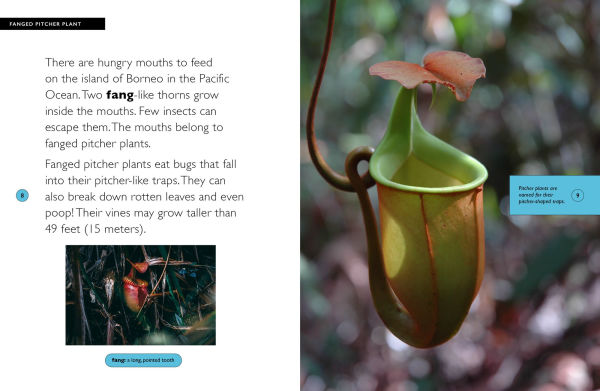 Fanged Pitcher Plant