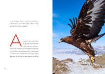 Alternative view 2 of Eagles