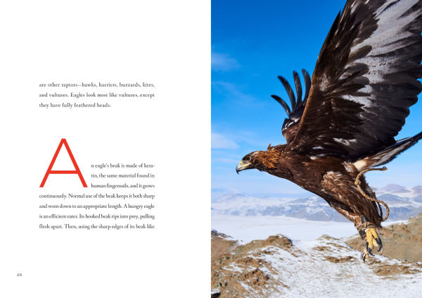 Eagles