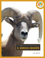 El borrego cimarron