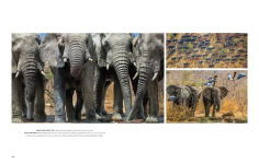 Alternative view 4 of Wild Lives: The World's Most Extraordinary Wildlife