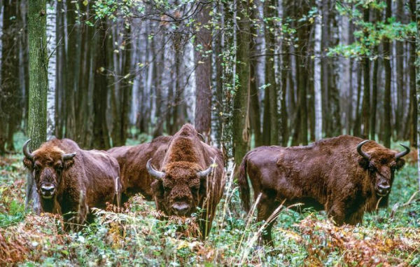 Wild Lives: The World's Most Extraordinary Wildlife