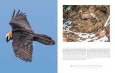 Alternative view 8 of Wild Lives: The World's Most Extraordinary Wildlife