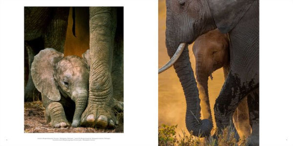 Wild Elephants: Conservation in the Age of Extinction