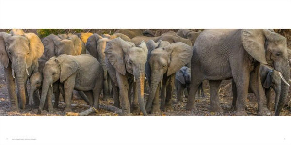 Wild Elephants: Conservation in the Age of Extinction