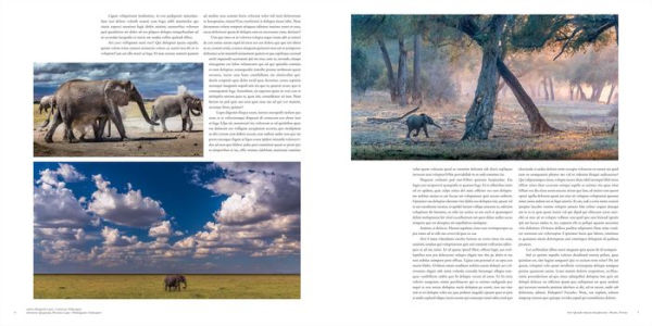 Wild Elephants: Conservation in the Age of Extinction