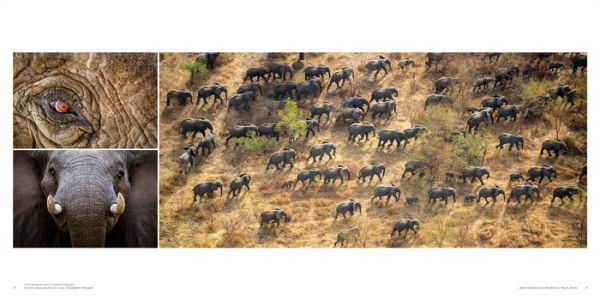 Wild Elephants: Conservation in the Age of Extinction