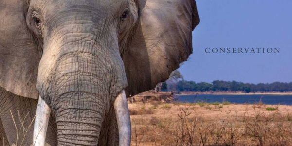 Wild Elephants: Conservation in the Age of Extinction