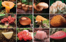 Alternative view 15 of Fantastic Fungi: How Mushrooms Can Heal, Shift Consciousness, and Save the Planet