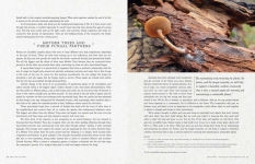 Alternative view 9 of Fantastic Fungi: How Mushrooms Can Heal, Shift Consciousness, and Save the Planet