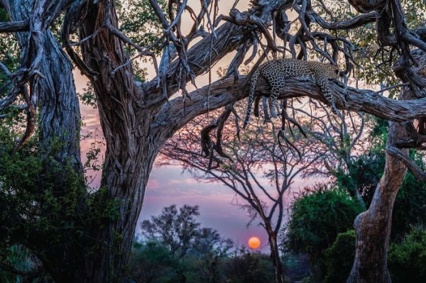 Night on Earth: Photographs by Art Wolfe