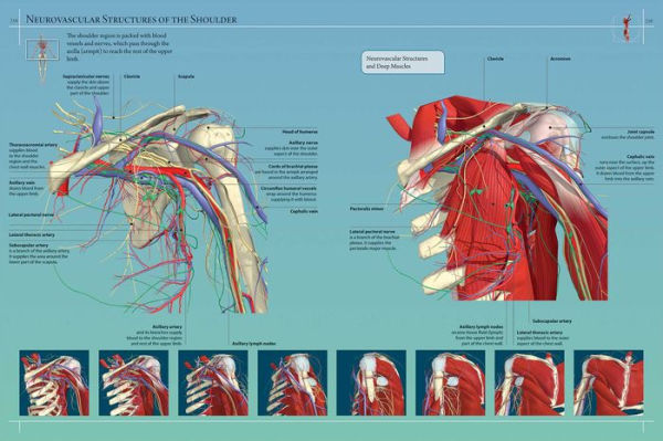 Anatomy 360: The Ultimate Visual Guide to the Human Body