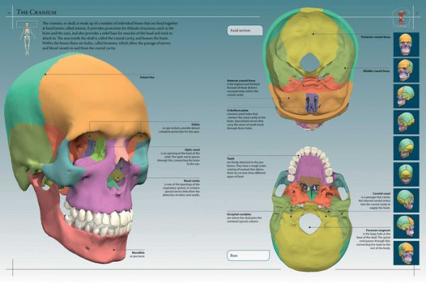 Anatomy 360: The Ultimate Visual Guide to the Human Body