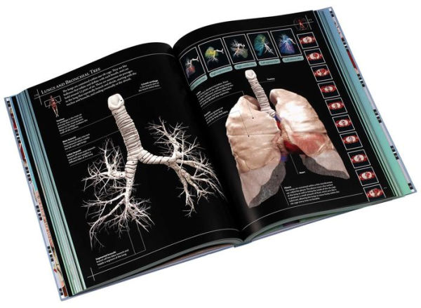 Anatomy 360: The Ultimate Visual Guide to the Human Body
