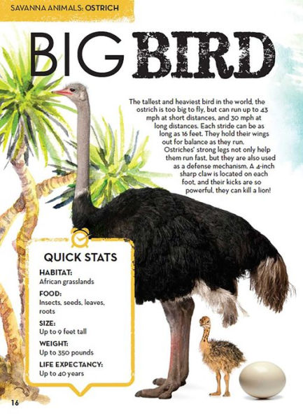 Eyes On Animals