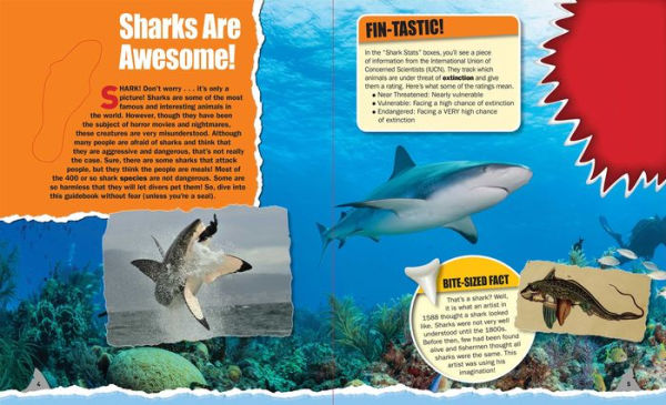 Discovery Shark Guidebook