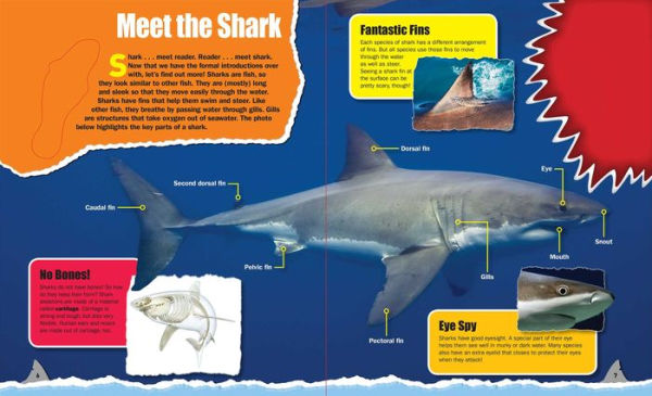 Discovery Shark Guidebook