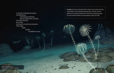 Alternative view 8 of Deep, Deep Down: The Secret Underwater Poetry of the Mariana Trench