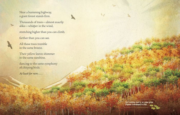 Pando: A Living Wonder of Trees