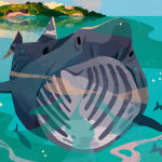 Alternative view 2 of Sharks (A Day in the Life): What Do Great Whites, Hammerheads, and Whale Sharks Get Up To All Day?