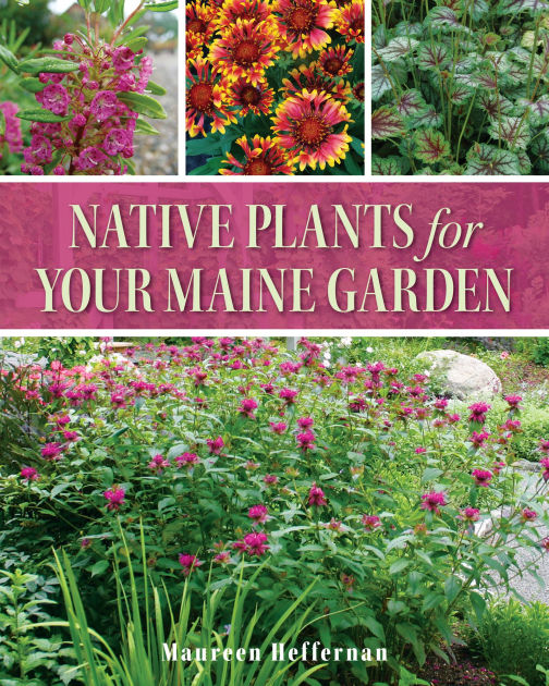 Native Plants for Your Maine Garden by Maureen Heffernan, Paperback ...