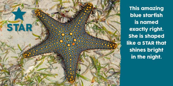 Baby Animals First Shapes Book