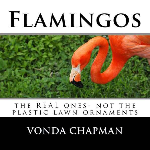 Flamingos: the REAL ones- not the plastic lawn ornaments
