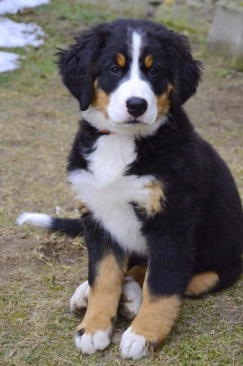 Bernese Mountain Dog Puppy Sitting On A Path Journal Take Notes