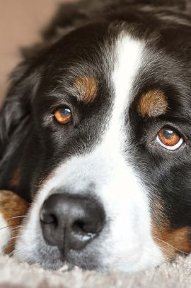 The Loving Eyes Of A Bernese Mountain Dog Journal Take Notes
