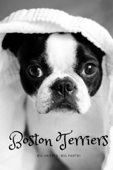 Boston Terrier