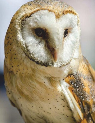 Barn Owl Notebook Large Size 8 5 X 11 Ruled 150 Pages By Wild