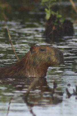 Capybara For Sale Ny