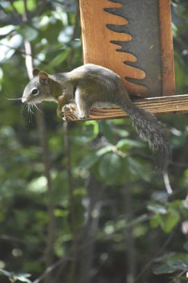 Squirrel On A Bird Feeder In Aspen Colorado Journal Take Notes