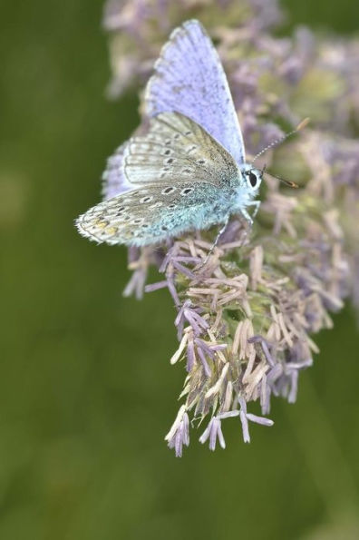 ice blue butterfly