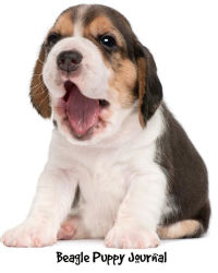 Beagle Puppy Journal 8 X 10 Inch Notebook College Ruled