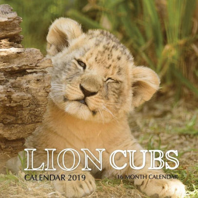 Lion Cubs Calendar 2019: 16 Month Calendar By Mason Landon, Paperback 