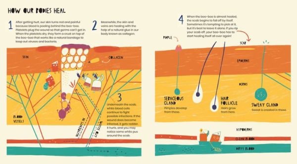 The Secret Life of Boo-Boos: super science behind how your body heals bumps, bruises, scratches, and scrapes!