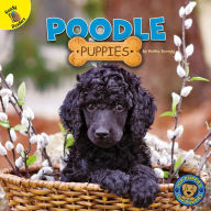 Title: Poodle Puppies, Author: Hailey Scragg