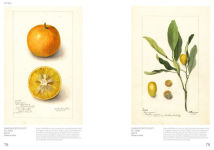 Alternative view 3 of An Illustrated Catalog of American Fruits & Nuts: The U.S. Department of Agriculture Pomological Watercolor Collection