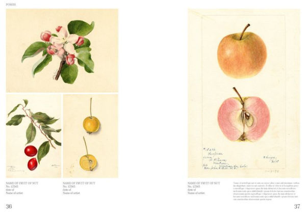 An Illustrated Catalog of American Fruits & Nuts: The U.S. Department of Agriculture Pomological Watercolor Collection