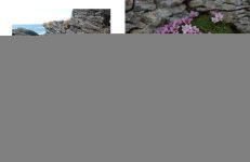 Alternative view 13 of The Crevice Garden: How to make the perfect home for plants from rocky places