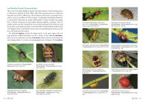 Alternative view 2 of A Field Guide to Insects of Australia