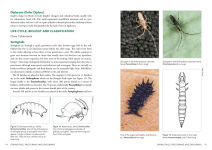 Alternative view 3 of A Field Guide to Insects of Australia