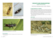 Alternative view 4 of A Field Guide to Insects of Australia
