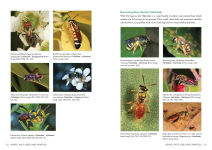 Alternative view 5 of A Field Guide to Insects of Australia