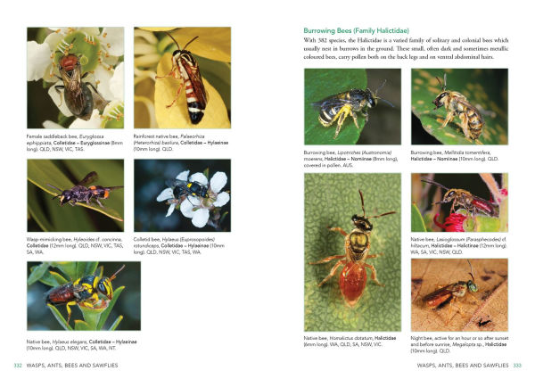 A Field Guide to Insects of Australia